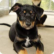 However, depending on many factors such as breeder reputation, quality of parent breed, coat color, training received, etc., prices can still go up. West Warwick Ri Rottweiler Meet Rottie Mix Puppies Updated A Pet For Adoption