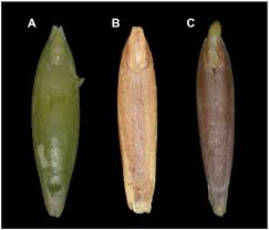 Image result for Brachypodium