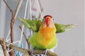 Di dalam aplikasi ini anda akan disuguhkan suara burung. Download Suara Lovebird Betina Ngekek Panjang Burungmaster Official