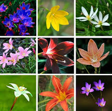 Image result for Zephyranthes candida