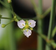 Image result for Caldesia parnassifolia