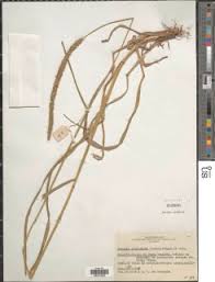 Image result for Orthopichonia barteri