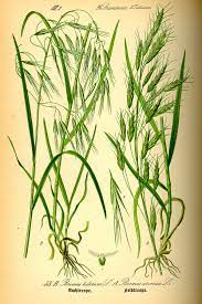 Maybe you would like to learn more about one of these? Brome Des Toits Wikipedia