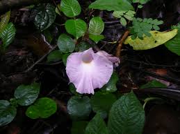 Image result for Aframomum spiroligulatum