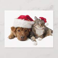 Cats And Dogs Christmas Cat Christmas Dog Holiday Postcard Zazzle Com Dog Christmas Card Christmas Cats Christmas Dog