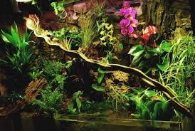 A Wonderfully Planted Paludarium Whether It Contains Tropical Rainforest Animals Or Not Is A Sight To Tropical Terrariums Terrarium Plants For Sale Vivarium