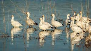 Cibola National Wildlife Refuge Arizona Bird Photography Blog Photography Photography Lenses