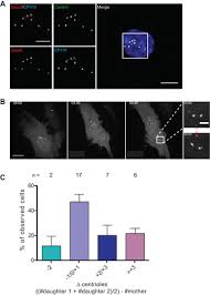 Check spelling or type a new query. Growth Disadvantage Associated With Centrosome Amplification Drives Population Level Centriole Number Homeostasis Molecular Biology Of The Cell