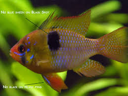 German Blue Ram Care Breeding Behaviour Tank Mates