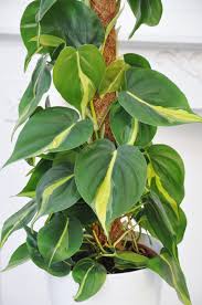 Feel free to share experiences! Philodendron Scandens Brasil Philodendren Pflanzen Der Palmenmann
