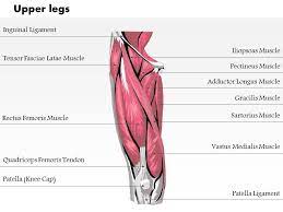 ✓ learn state the ligaments connected to patella. 0514 Upper Legs Anterior View Medical Images For Powerpoint Powerpoint Templates Download Ppt Background Template Graphics Presentation