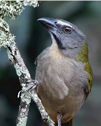 Trinca Ferro Casa Dos Passaros Passaro Trinca Ferro Passaros Brasileiros Passaros
