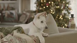 A Belle for Christmas