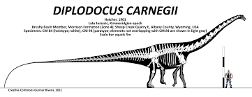 Diplodocus (/ dɪˈplɒdəkəs /, / daɪˈplɒdəkəs /, or / ˌdɪploʊˈdoʊkəs /) is a genus of diplodocid sauropod dinosaurs, whose fossils were first discovered in 1877 by s. Diplodocus Twitter Search