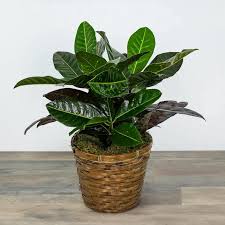 Image result for Croton