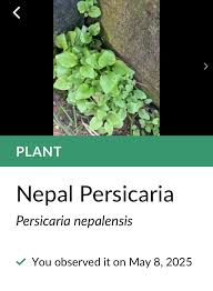 Image result for Persicaria nepalensis