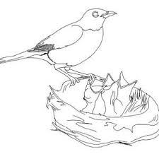 Robin Hungry Robin Babies Coloring Page Hungry Robin Babies Coloring Page Baby Coloring Pages Bird Coloring Pages Bird Nests Art