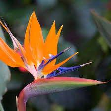 Image result for Strelitzia