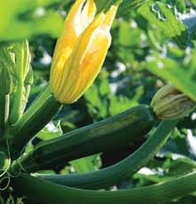 When short in the gardening area, this is good to conserve space. Zucchini Varieties And Types Of Zucchini