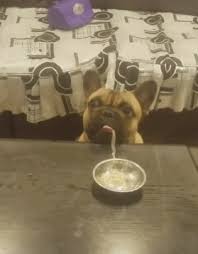 With tenor, maker of gif keyboard, add popular french bulldog animated gifs to your conversations. New Gif On Giphy Cool Pets Funny Animals Happy Animals