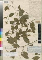 Image result for Securidaca welwitschii