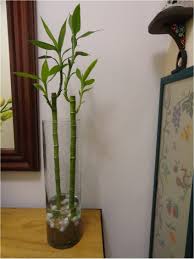 Los jóvenes brotes de bambú acabaron su crecimiento, pero la planta necesita agua para asegurar la vegetación de los rizomas y la acumulación de las reservas que. Vida A Lo Verde Living In Green Julio 2013 Plantas De Bambu Decoracion De Casa Con Plantas Bambu De La Suerte