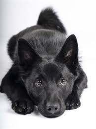 Image result for norský losí pes šedý