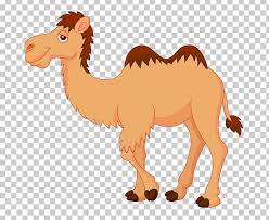Pngtree offers over 5301 camel head png and vector images, as well as transparant background camel head clipart images and psd files.download the free graphic. Camel Cartoon Png Free Camel Cartoon Png Transparent Images 93712 Pngio