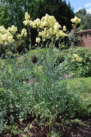 Image result for Satyrium flavum