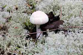 Pilz Ticker Brandenburg