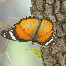 Image result for Mitrasacmopsis