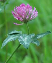 Image result for Trifolium wentzelianum