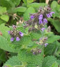 Image result for Salvia nilotica