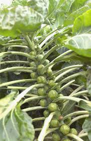 Because of the height brussel sprouts can grow it is common to provide the plants with a stake to support them. Brussels Sprouts Plant Britannica