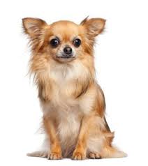 Short Hair White Chihuahua Chihuahua Long Haired Long Haired Chihuahua Puppies Dog Breeds Chihuahua Puppies