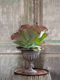 The Most Beautiful Indoor Plants To Add To Your Home Paddle Plant Architectural Plants Plants