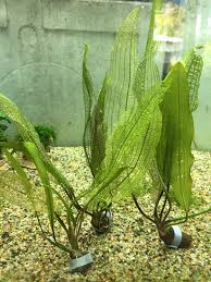Image result for Aponogeton rehmannii