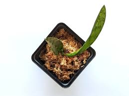 Image result for Oeceoclades