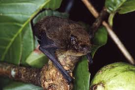 Animal And Plant Species Declared Extinct Between 2010 And 2019 The Full List Lifegate