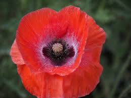 The best part about growing poppies is that once you have planted them, they will come back every year, resulting in graceful drifts with time. Ideal For Containers Rhoeas Papaver Flanders Flower Seeds 2 800 Seeds Per Pack Beds And Borders Approx Grow Your Own Poppies From Seed Suttons Poppy Seeds Field Poppy Garden Outdoors Seeds Cate Org