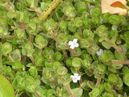 Image result for Bacopa hamiltoniana