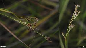 Image result for Rhynchospora brownii