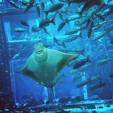 Smile Happiness Looks Good On You Babblertraveller Dubai Aquarium Aquarium Worlds Away