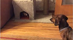 Watch What Happens When A Dog Tries To Steal A Cat S Playhouse Doxie Dogs Cat Playhouse Dogs
