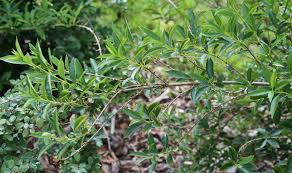 Renovation Pruning For Overgrown Forsythia Vs Hard Pruning Forsythia Pruning Forsythia Forsythia Forsythia Bush