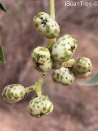 Image result for Ozoroa gomesiana