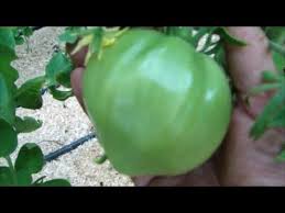 можно ли сажать помидоры по два в лунку видео Pomidory Rastut Pryamo Na Glazah Opryskivayu Ot Fitoftoroza Pervyj Baklazhan Youtube Ogorod Ovoshnoj Ogorod Sad