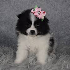 Pomeranian Mix Puppies For Sale In Pa Pom Mixed Puppy Adoptions
