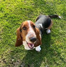 Image result for basset hound