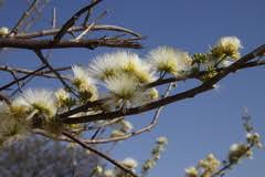 Image result for Albizia isenbergiana